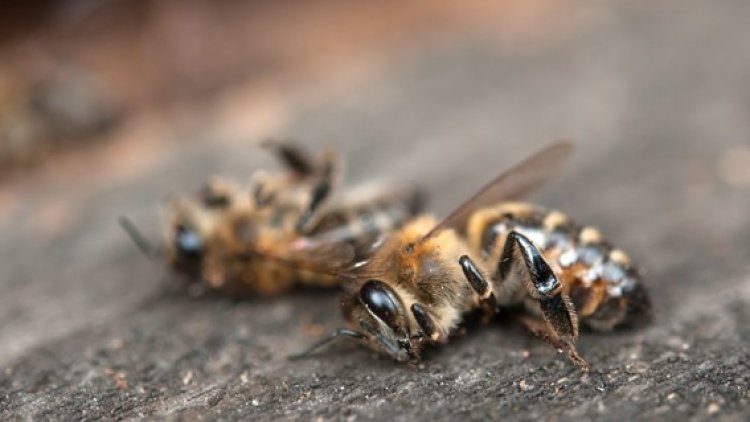 Se mueren las abejas en Santa Cruz y golpea la economía de apicultores