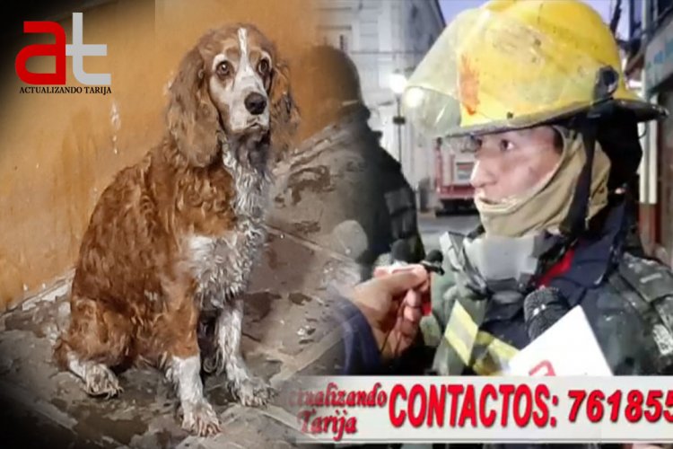 “Coty” El perrito salvado de morir en el incendio frente al mercado central de Tarija
