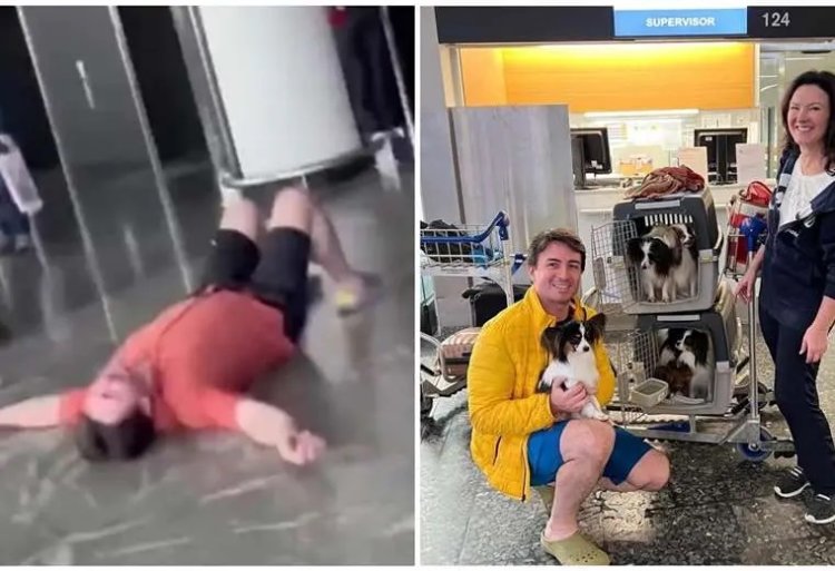 Aerolínea encuentra a los 4 perritos perdidos en aeropuerto